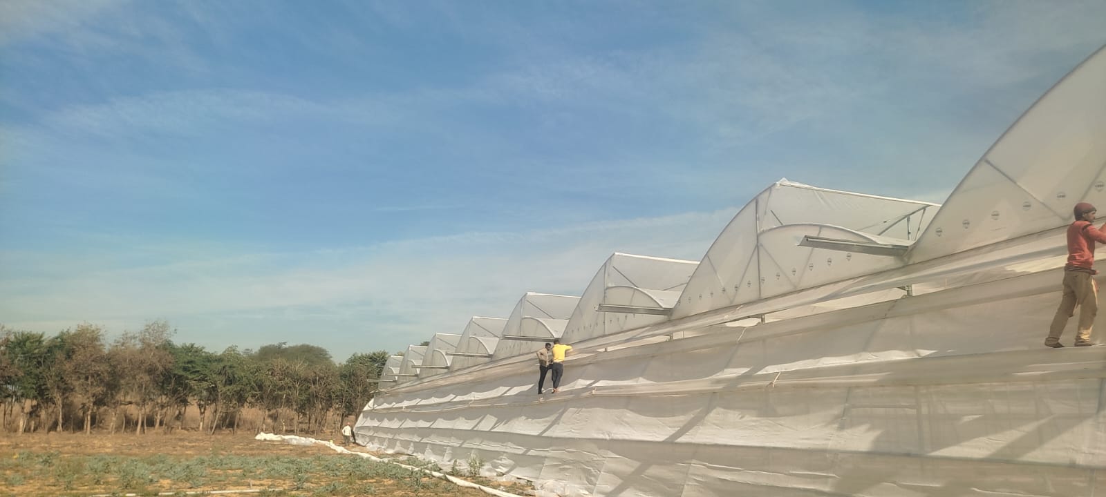 Greenhouse Project 50